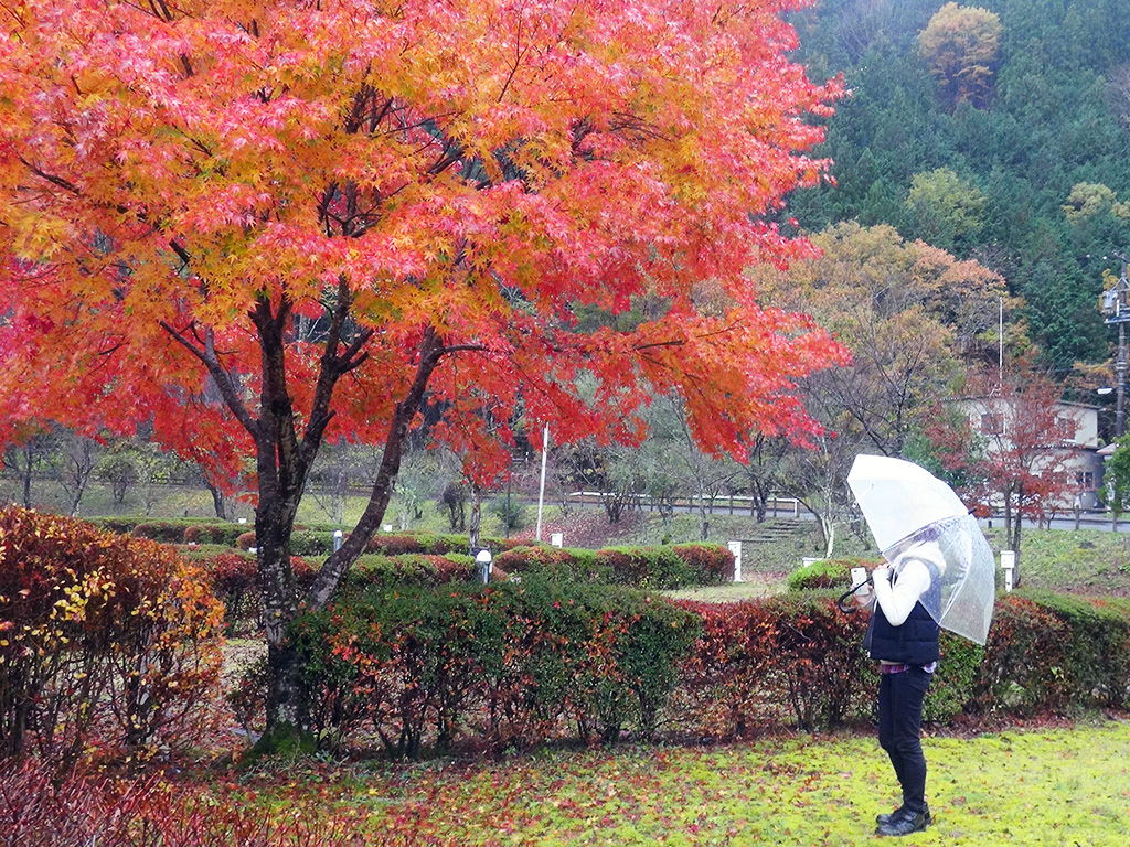 井川湖周辺の紅葉