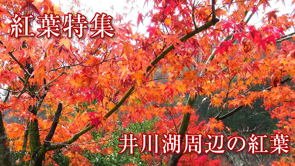 井川湖周辺の紅葉の様子