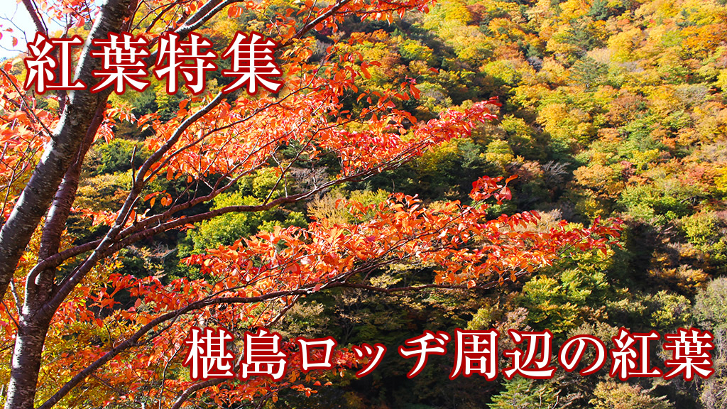 椹島ロッヂ周辺の紅葉の様子
