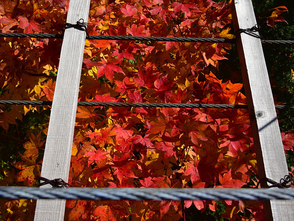 畑薙大吊橋周辺の紅葉