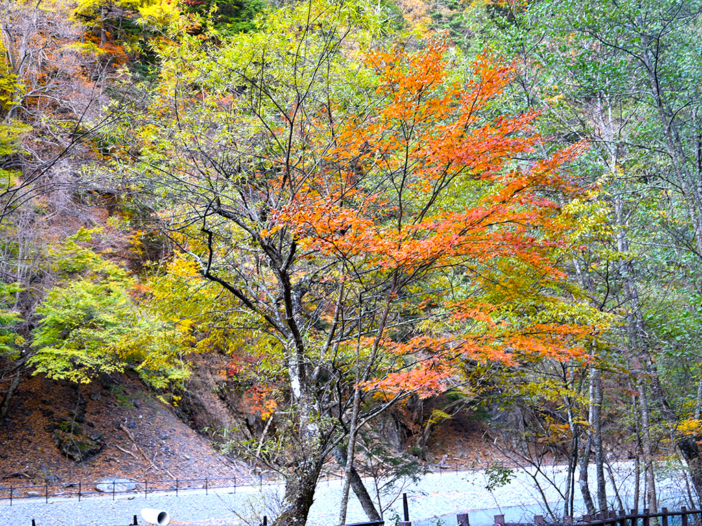 畑薙大吊橋周辺の紅葉