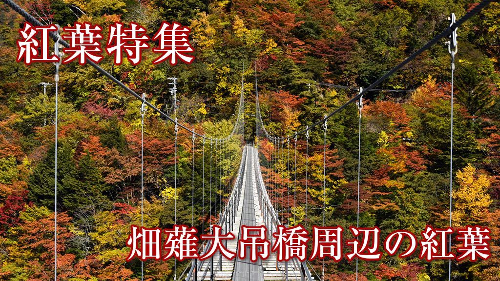 畑薙大吊橋周辺の紅葉の様子