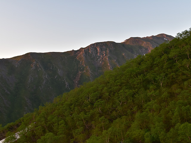 朝焼けの赤石岳とダケカンバ林