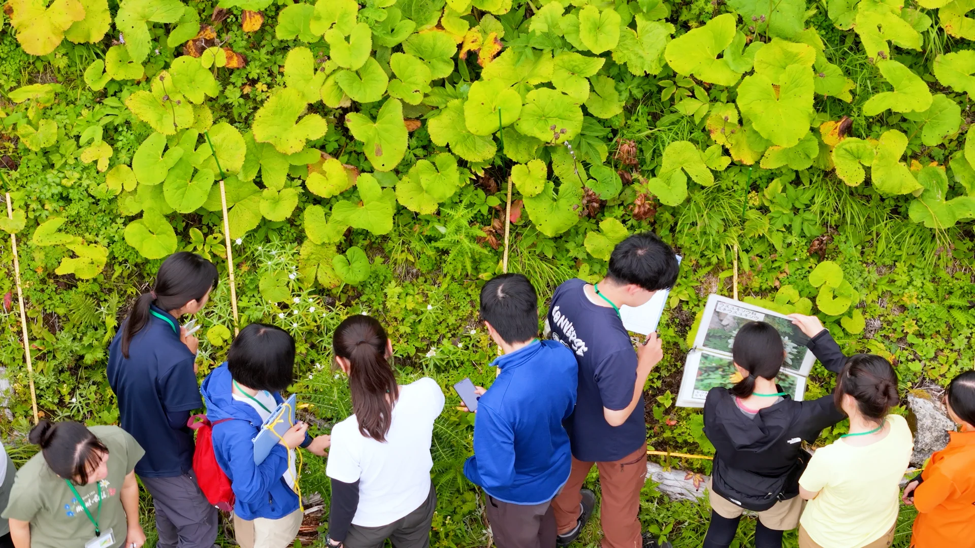 コドラート内の植生を調査する生徒たち