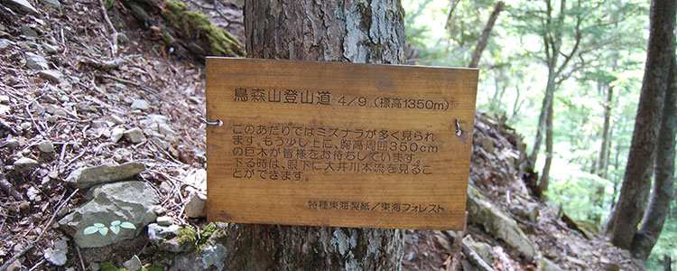 畑薙第一ダム→椹島+鳥森山
