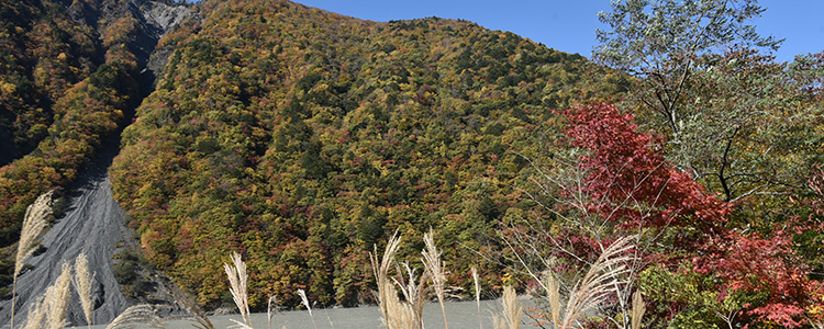 南アルプス女子旅レポート 井川の紅葉の風景～畑薙大吊橋