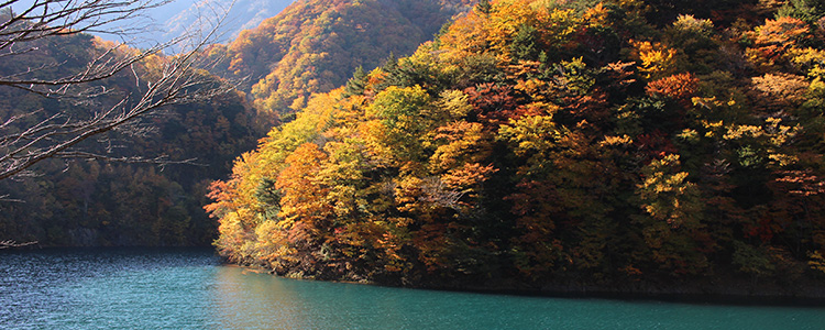 南アルプス女子旅レポート 井川の紅葉の風景~畑薙大吊橋から椹島ロッヂ